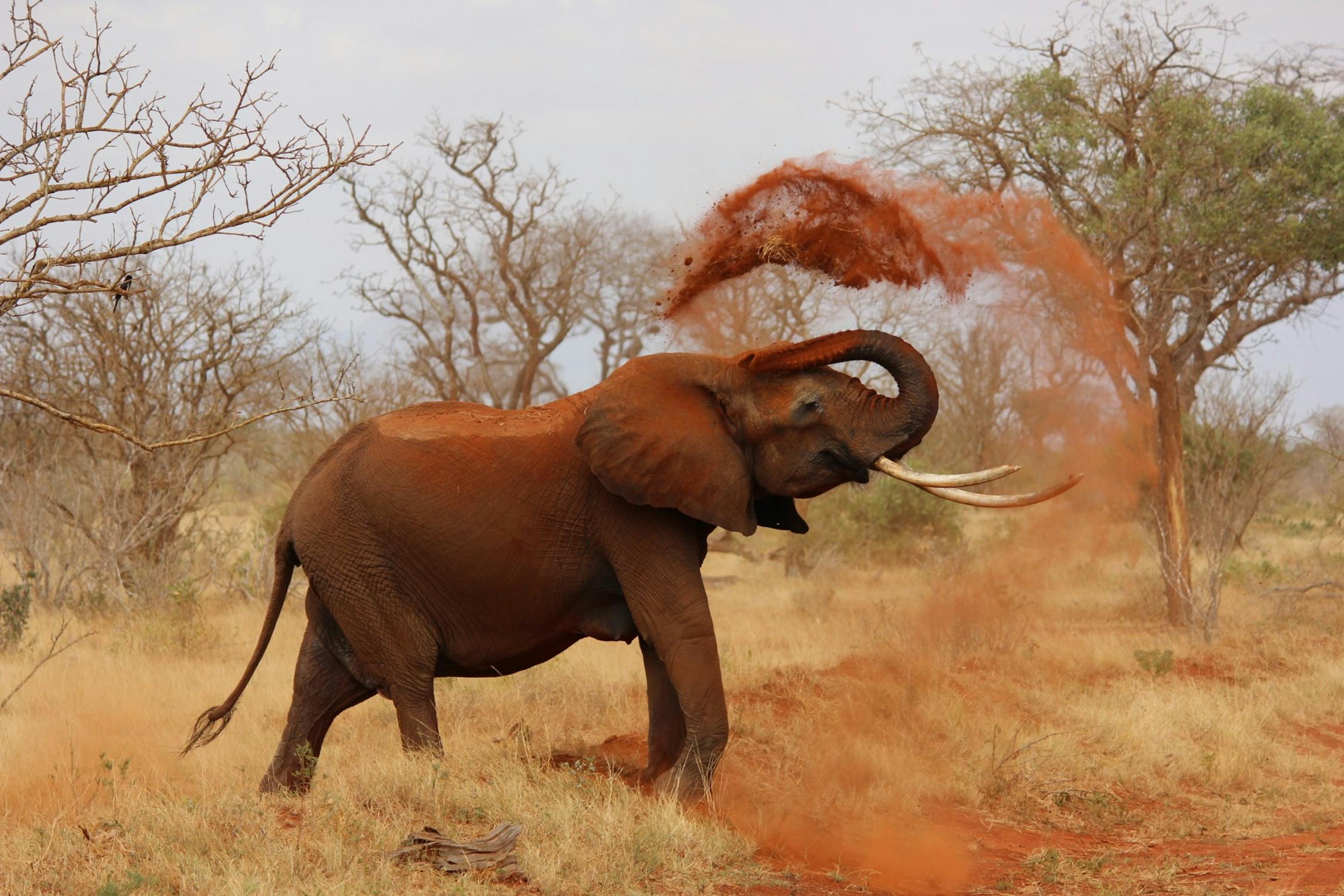 Article Image for Planning the Ultimate African Safari: Top Destinations and Tips