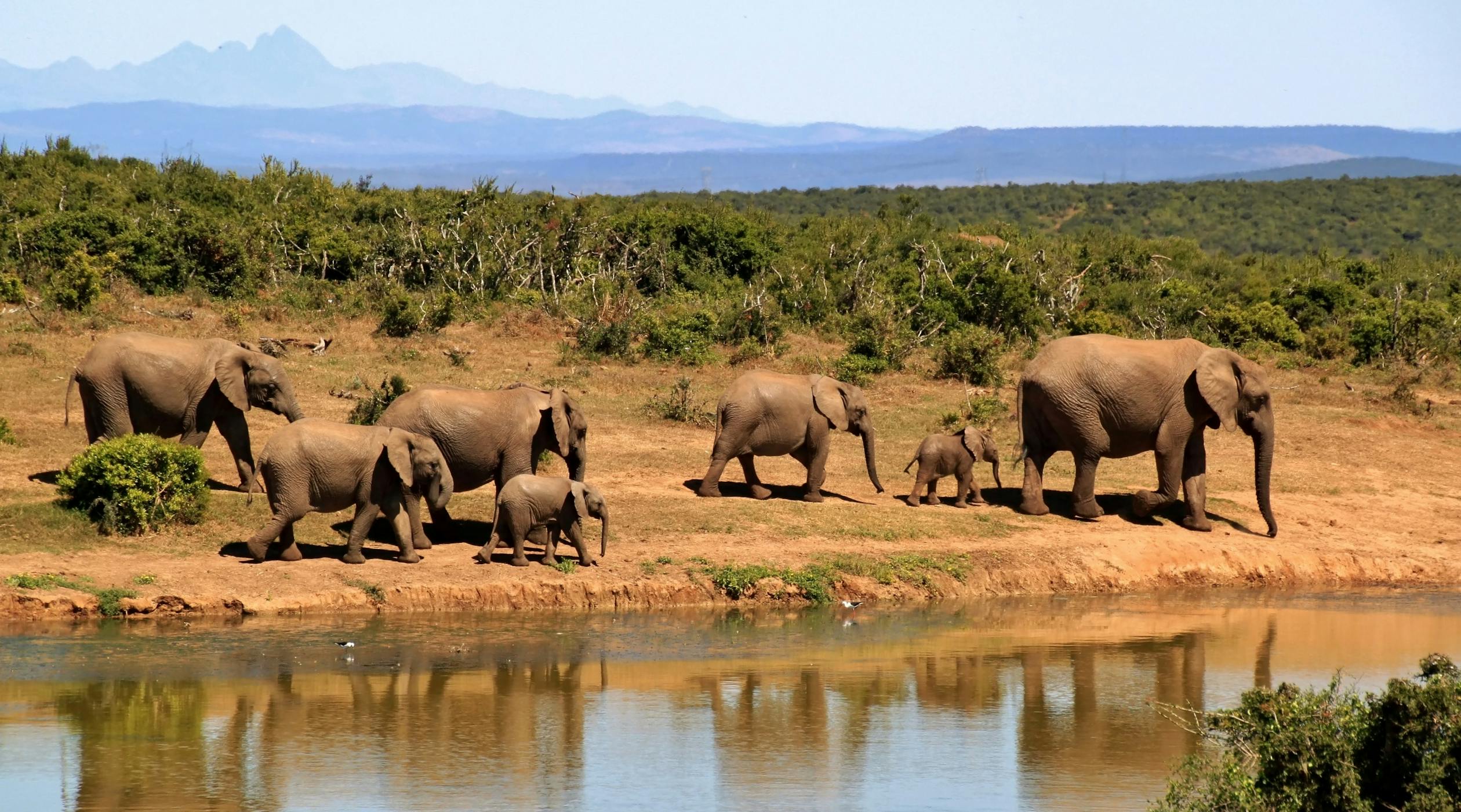 Article Image for Planning an African Safari: Top Destinations and Travel Tips