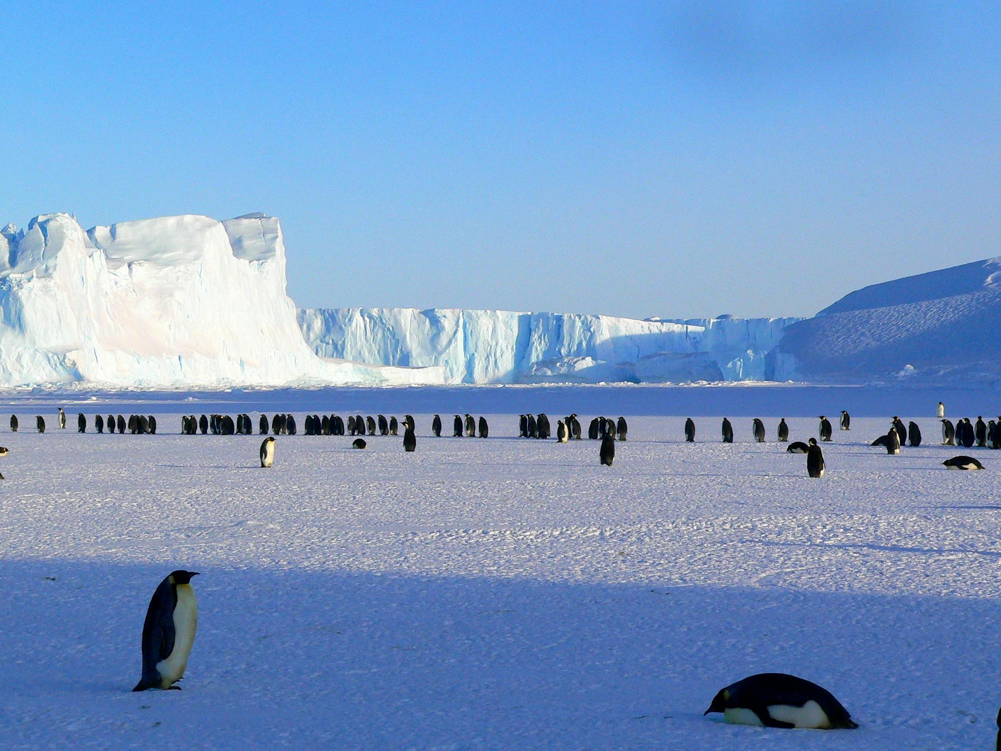 Article Image for Antarctica Travel Guide: Planning Your Expedition to the Frozen Continent