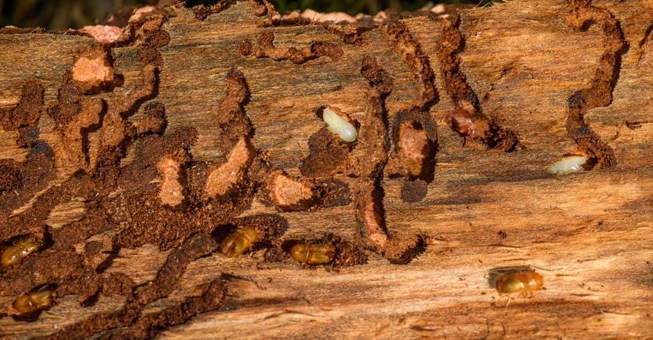 Article Image for Home Remedies to Eliminate Woodworms