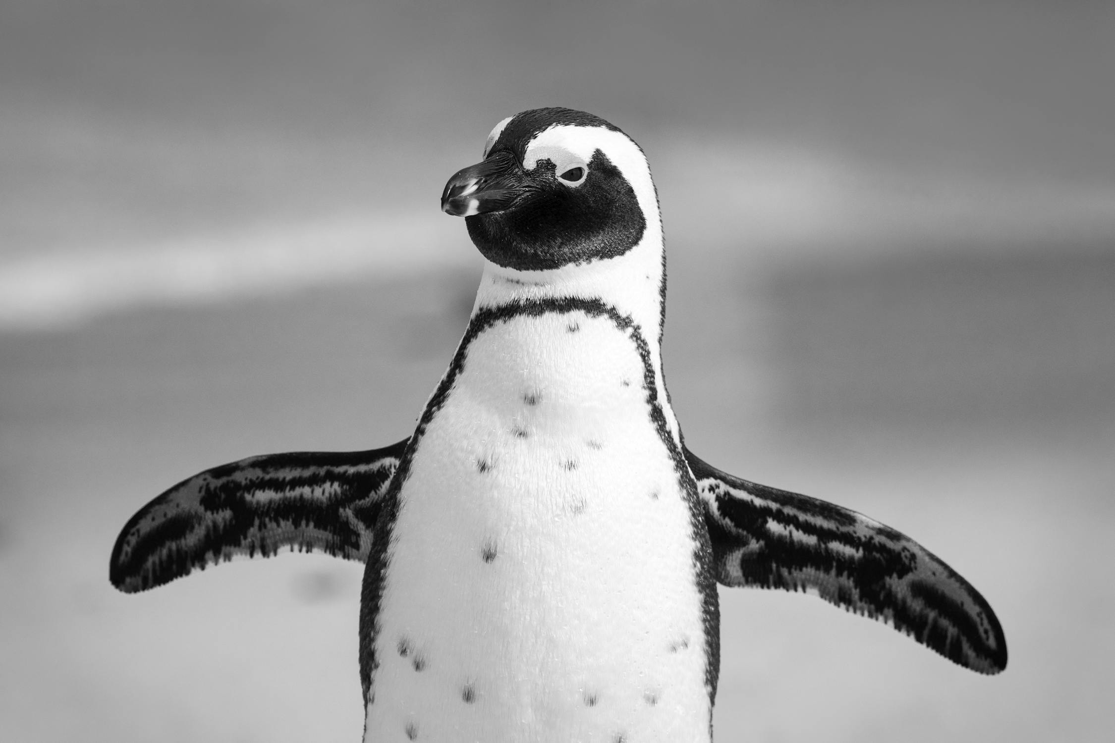 Article Image for Antarctica Tour Packages: Planning Your Expedition to the Frozen Continent
