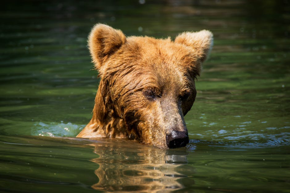 Article Image for Exploring Alaska The Ultimate Cruise Adventure
