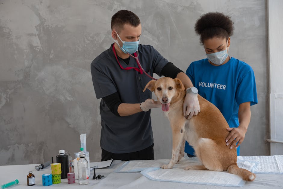 Article Image for Animal Health Insurance: Protecting Your Pets with Comprehensive Coverage
