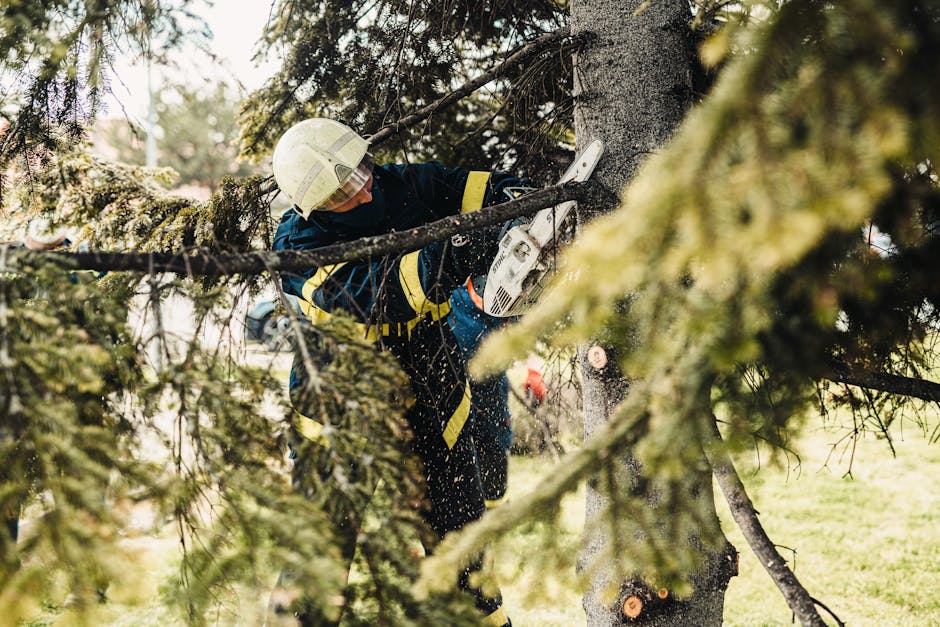 Article Image for Finding an Arborist Service Near You: Ensuring the Health and Safety of Your Trees