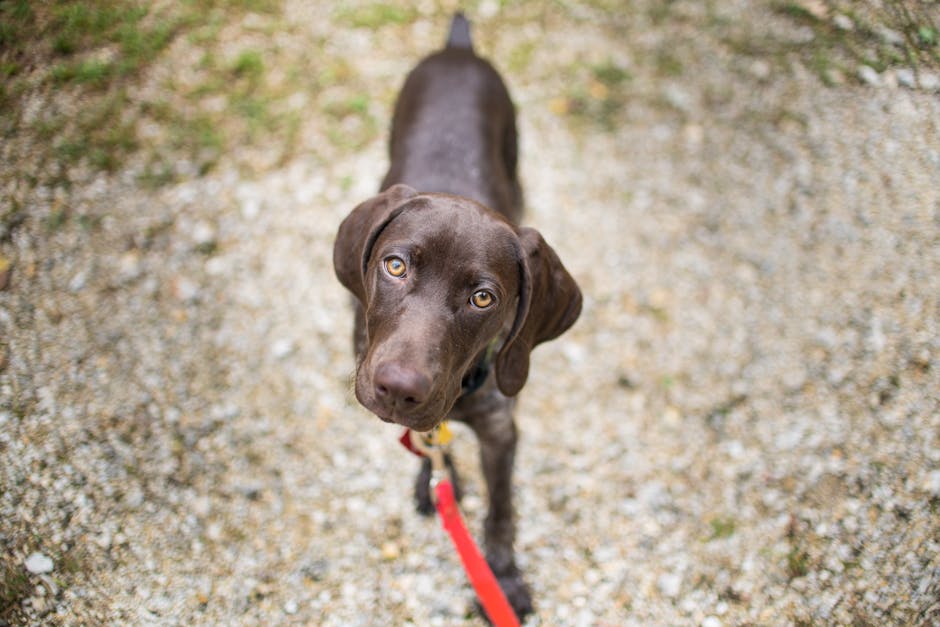 Article Image for Mobile Pet Grooming  and Spa Services