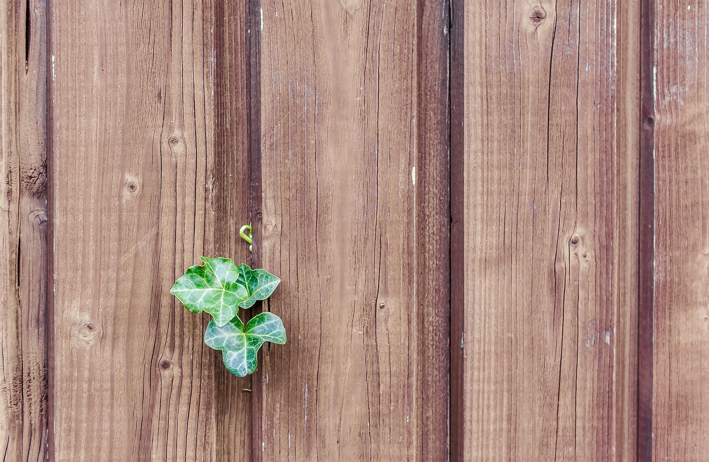 Article Image for Wood vs vinyl backyard fences - which is better for privacy and durability